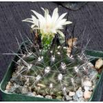 Neochilenia carrizalensis 4-inch pots