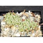Neohenricia sibbettii 4-inch pots