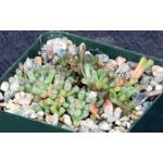 Neohenricia sibbettii 4-inch pots