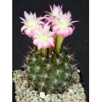 Eriosyce senilis ssp. coimasensis 5-inch pots