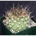 Eriosyce senilis ssp. coimasensis 4-inch pots