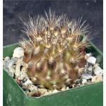 Neoporteria villosa 4-inch pots
