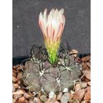 Neoporteria jussieui 5-inch pots