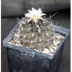 Neoporteria violaciflora 5-inch pots