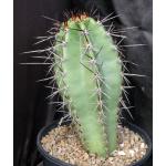 Neoraimondia herzogiana 2-gallon pots