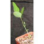 Neorautanenia mitis 4-inch pots