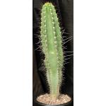 Neoraimondia herzogiana 2-gallon pots
