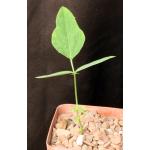 Neorautanenia mitis 4-inch pots