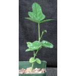 Neorautanenia mitis 4-inch pots