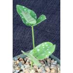 Neorautanenia mitis 4-inch pots