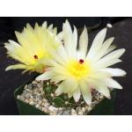 Notocactus crassigibbus 4-inch pots
