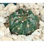 Notocactus securituberculatus 3-inch pots