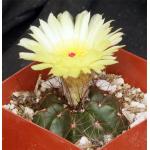 Notocactus securituberculatus 4-inch pots