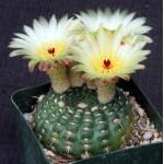 Notocactus concinnus ssp. apricus 4-inch pots