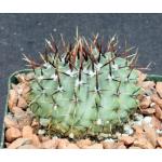 Notocactus buiningii 4-inch pots