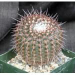 Notocactus erythracantha 4-inch pots