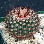 Notocactus erythracantha 4-inch pots