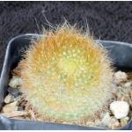 Notocactus graessneri var. flaviflorus 2-inch pots