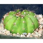 Notocactus ottonis 5-inch pots