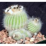 Notocactus scopa var. murielli 5-inch pots