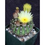 Neochilenia glabrescens 3-inch pots