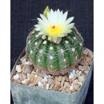 Notocactus arachnitis 5-inch pots