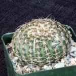 Notocactus elegans 4-inch pots