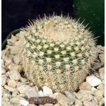 Notocactus gutierrezii 4-inch pots