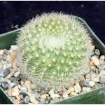 Notocactus haselbergii 2-inch pots