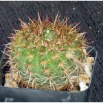 Notocactus herteri 2-inch pots