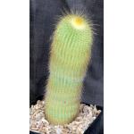 Notocactus leninghausii one-gallon pots