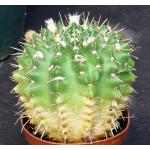 Notocactus ottonis 5-inch pots