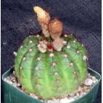 Notocactus ottonis var. aigua 4-inch pots