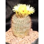 Notocactus scopa one-gallon pots