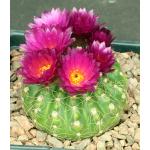 Notocactus uebelmannianus one-gallon pots