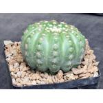 Notocactus uebelmannianus one-gallon pots