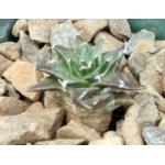 Obregonia denegrii 3-inch pots