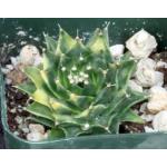 Obregonia denegrii (variegated) 2-inch pots