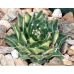 Obregonia denegrii (variegated) 4-inch pots