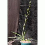 Oeceoclades calcarata 8-inch pots