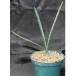 Oeceoclades calcarata 8-inch pots