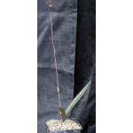 Oeceoclades maculata x decaryana one-gallon pots