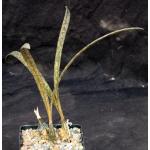 Oeceoclades decaryana 5-inch pots
