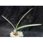 Oeceoclades decaryana 5-inch pots