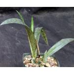 Oeceoclades maculata x decaryana 5-inch pots