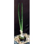 Oeceoclades calcarata 5-inch pots