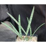 Oeceoclades decaryana one-gallon pots