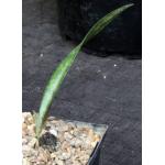 Oeceoclades maculata x decaryana 5-inch pots