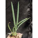 Oeceoclades calcarata one-gallon pots