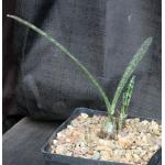 Oeceoclades decaryana one-gallon pots